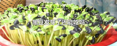 ​黑豆发芽了可以吃吗 黑豆发芽可以吃吗?