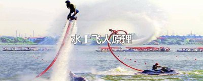 ​能飞能在水上游有哪些鸟 一种水上的鸟也能飞