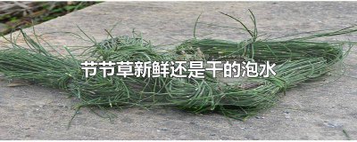 ​节节草怎么晒干 新鲜的节节草可以泡水喝吗