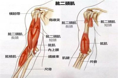 ​一头肌是在什么部位图解 一头肌是在什么部位图片