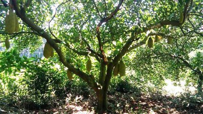 ​菠萝蜜吃了是不是上火 菠萝蜜吃过了上火吗