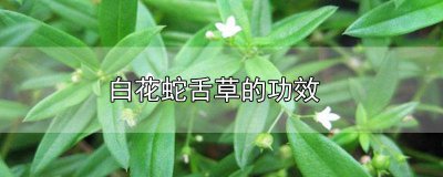 ​白花蛇舌草的功效与作用图片 白花蛇舌草的功效与作用及副作用