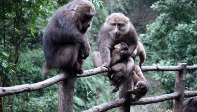 ​猴子是哺乳动物还是爬行动物 猕猴是哺乳动物吗?