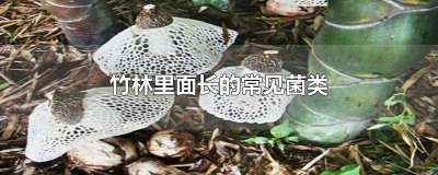 ​竹林下面的菌子能吃吗 竹林中长的菌可以吃吗