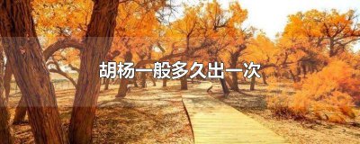 ​胡杨一般多久出一次