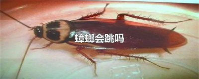 ​蟑螂是不是会跳 蟑螂为什么会跳