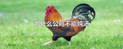 ​公鸡炖汤能喝吗 公鸡可以炖汤喝吗?