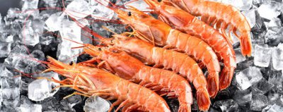 ​软脚虾的英文怎么写 软脚虾的英文怎么读