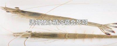 ​活虾放冷冻会死吗能吃吗 活虾放冷冻会死吗为什么