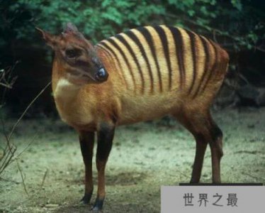 ​世界10大神奇动物：皇霸鹟上榜，你见过几种？