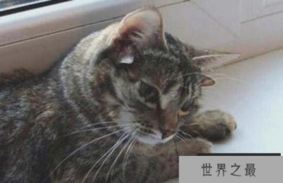 ​世界上耳朵最多的猫，一流浪猫长有5只耳朵