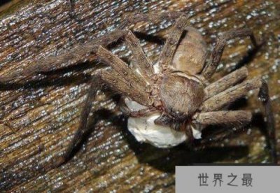 ​世界上最大的室内蜘蛛：白额高脚蛛是蟑螂克星
