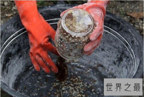 世界十大虫类美食，烧烤剧毒蜘蛛你敢吃吗