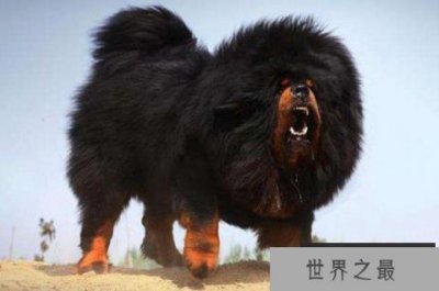 ​世界上最大的狗排名前十的狗，中国藏獒第一名