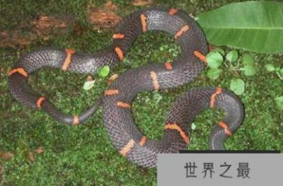 ​世界上最困难的蛇,喜玛拉雅白蛇,拒绝吃绝食