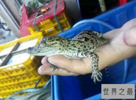 老人和宠物鳄鱼相处34年 每天和它一起散步