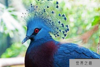 ​全球十大观赏鸟排行榜 颜值超高的鸟类，这些你都认识吗