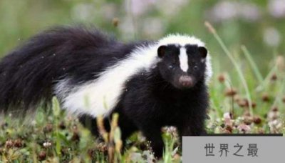 ​世界上10大最臭动物排名 臭鼬当之无愧第一名