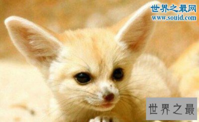 ​世界十大最可爱的动物，耳廓狐(大眼长耳萌化人)