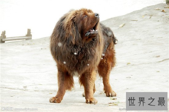 世界上最大的狗竟然比猪还要大 这种狗你见过吗