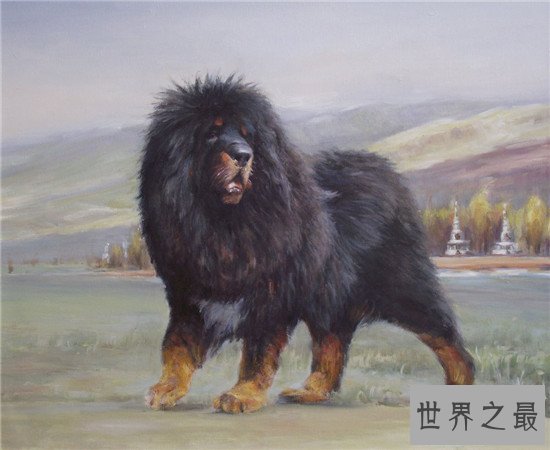 世界上最大的狗竟然比猪还要大 这种狗你见过吗