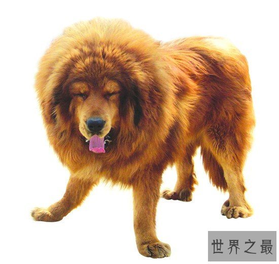 世界上最大的狗竟然比猪还要大 这种狗你见过吗