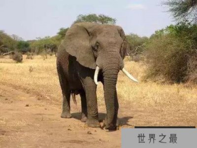 ​世界十大最危险的动物，非洲象排第一名