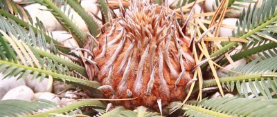 ​铁树果能吃吗蚂蚁庄园 铁树果能吃吗有毒吗