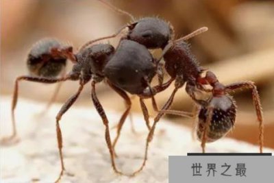 ​世界十大有毒蚂蚁，子弹蚁毒性最强，第三体型最大