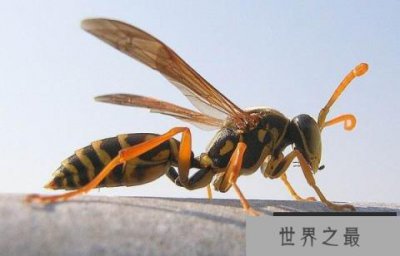 ​世界上最大的马蜂是什么蜂？日本大黄蜂