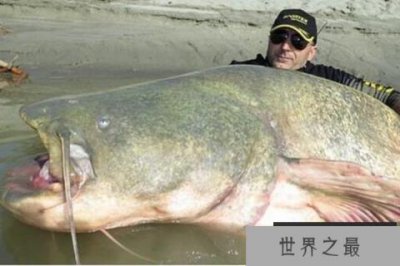 ​世界上最大的鲶鱼 长3米重600斤