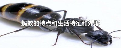​蚂蚁的特点和生活特征和外形视频 蚂蚁的特点和生活特征和外形昆虫备忘录