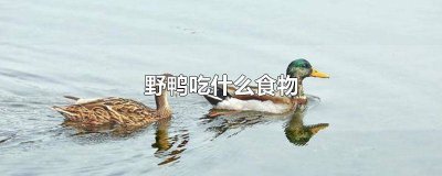 ​小野鸭子怎么养它吃什么 野鸭吃啥食物