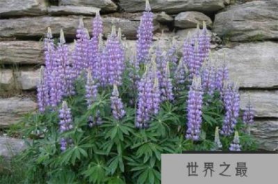 ​鲁冰花的品种有哪些？盘点常见的十大鲁冰花品种