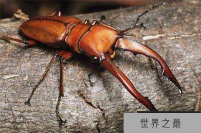 ​世界上最值钱的6种昆虫，个个都是天价