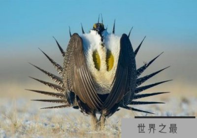 ​北美最大最美的松鸡：艾草松鸡（雄鸟长有一对胸）