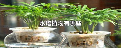 ​好养的水培植物有哪些品种 好养的水培植物有哪些盆栽
