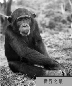 ​类人猿奇葩生物,人类真是由其进化而来吗？