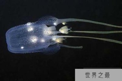 ​世界上最毒的动物Top10 海黄蜂毒液可以杀死20个人