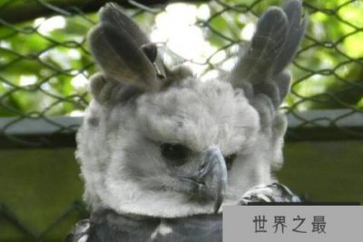 ​最凶猛的鹰十大排名，海东青排第五，第二喜欢吃猴子