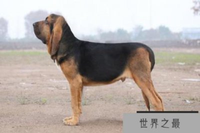 ​世界十大嗅觉能力出众的狗 寻血猎犬嗅觉灵敏常作为警犬