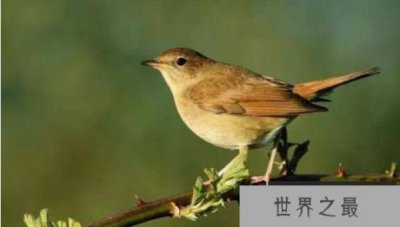 ​唱歌最好听的10种鸟排名，夜唱歌手夜莺排名第一