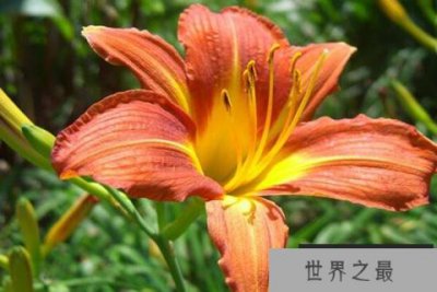 ​具有食用价值十大植物排名：黄花菜、桂花排前两名
