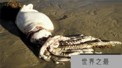 ​“挪威海怪”深海巨型怪鱼！竟能长到20米