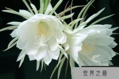 ​十大凄美之花的花语，月下美人排榜首，第二寓意末路之美