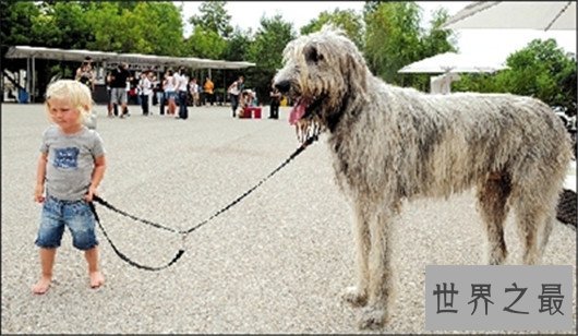 世界最高大的狗大丹犬已申报吉尼斯纪录，身高体重相当于姚明