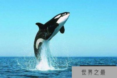 ​世界最厉害的十大食肉动物，北极熊上榜，第五被誉为丛林之王