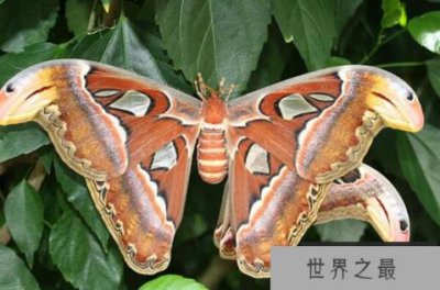 ​体型最大的十大昆虫，热带雨林昆虫上榜多种，第一的翅膀上竟长有蛇