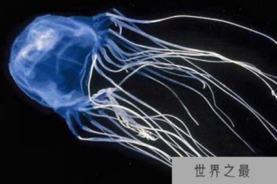 ​世界上毒性最强的动物：澳洲方水母人一碰就会毙命