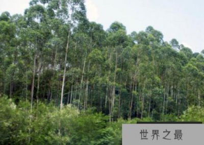 ​世界上长得最高的树 高达156米
